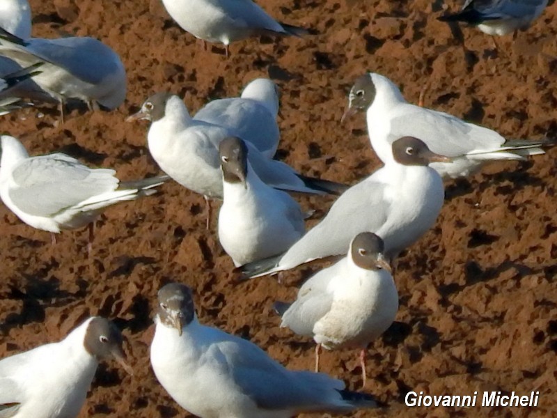 Gabbiani di che specie?